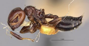Media type: image;   Entomology 20815 Aspect: habitus lateral view